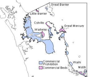 coromandel scallop management area